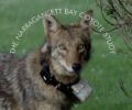 Video “Creating Urban Coyotes” is released by NBCS and Andes Visual Films
