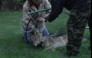 Slipping on a control pole before removing the collar. Photo: Rodrigo Fernandez (screen capture of documentary in preparation)/The Conservation Agency