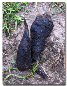 scat