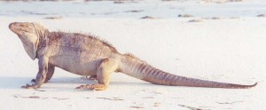 Large male iguana relocated from Ambergris Cay